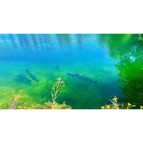 Folly Lake